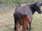 Farm Cow