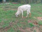 Farm Cow