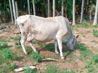 Farm Cow