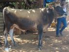 Farm Cow