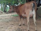 Farm Cow