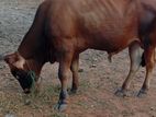 farm cow