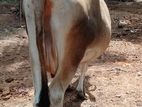 farm cow