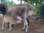 Farm Cow