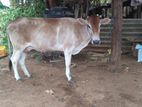 Farm Cow