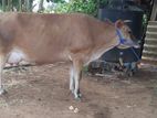 Farm Cow