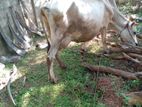 farm cow