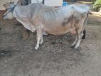 Farm Cow