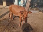 farm cow