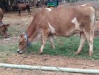 Farm Cow