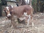 Farm Cow