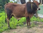 Farm Cow