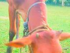 Farm Cow
