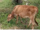 Farm Cow