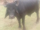 Farm Cow