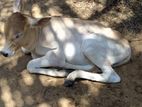 Farm Cow