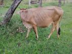 Farm Cow