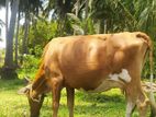 Farm Cow