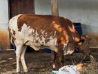 Farm Cow