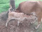 Farm Cow with Calf