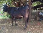 Farm Cows