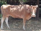 Farm Cows