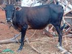 Farm Cows