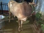 Farm Cows