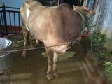 Farm Cows