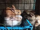 Bunnies
