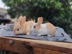 Rabbits