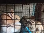 Farm Cross Rabbit