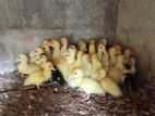 Farm Ducks