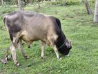 Farm Cow