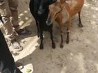 Farm goat