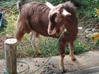 Farm Goat