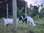 Farm Goat