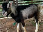Farm Goat