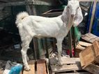 Farm Goat