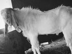 Farm Goat