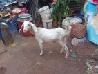 Farm Goat