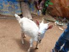 Farm Goat