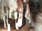 farm goat