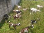 Farm Goats