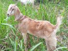 Farm Goat