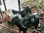 Farm Goats - එළුවන්