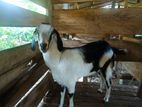 Farm Goats