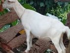 Farm Goats