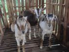 Farm Goats