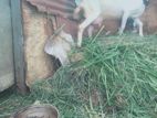 Farm Goats